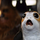 Illustration for article titled The Last Jedi's Porgs Are Just Puffins, Which The Film Crew Couldn't Get Rid Of